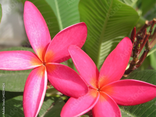 Wallpaper Mural Lan Thom flower Torontodigital.ca