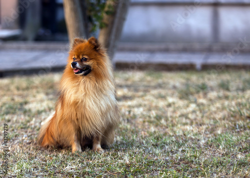 pomerania
