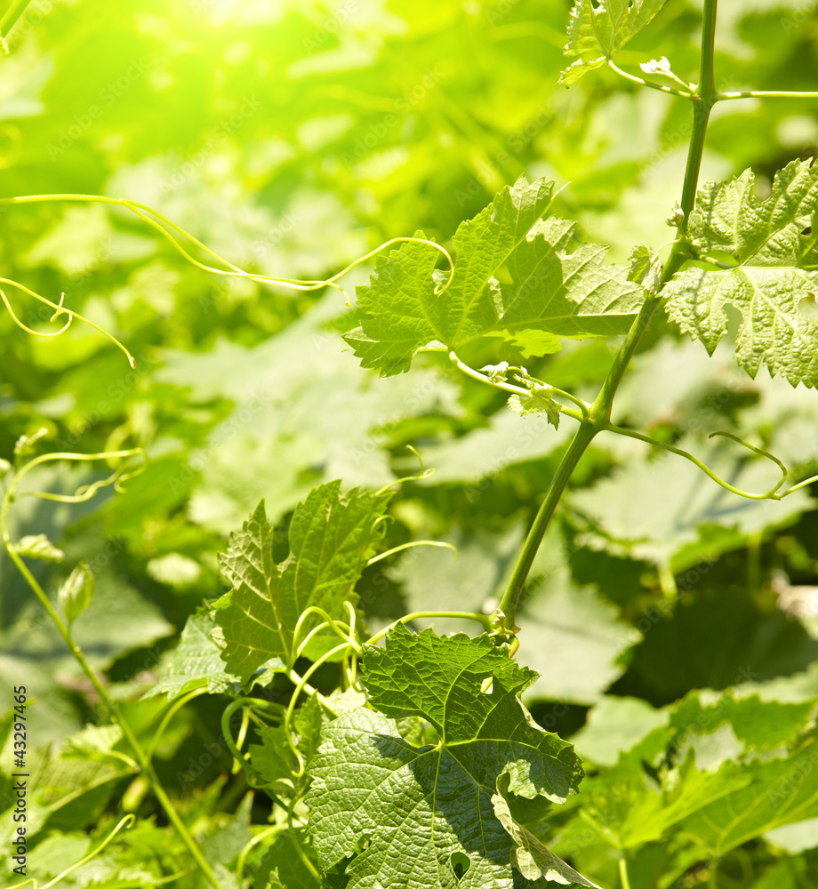 Beautiful vine creeper leaves background, with bokeh. Beautiful vine creeper leaves background, with bokeh.