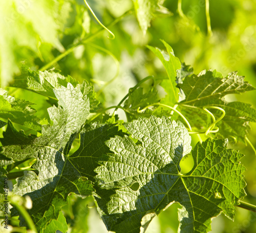 Beautiful vine creeper leaves background, with bokeh. photo