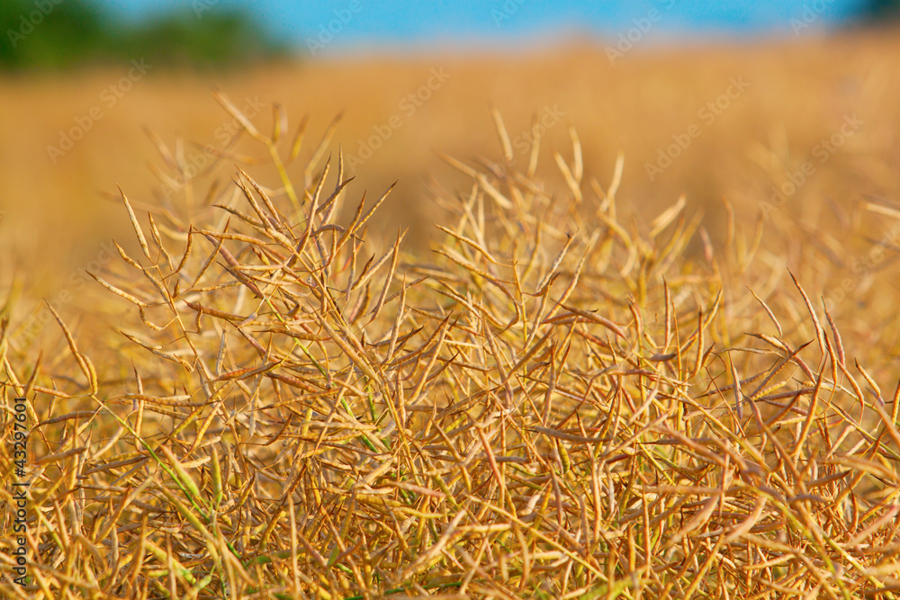 Fototapeta premium Mature colza ready to harvest
