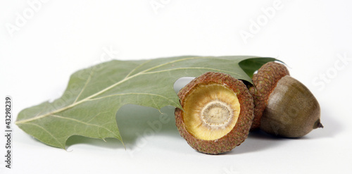 Foto Brown acorns relating to oaken leaves
