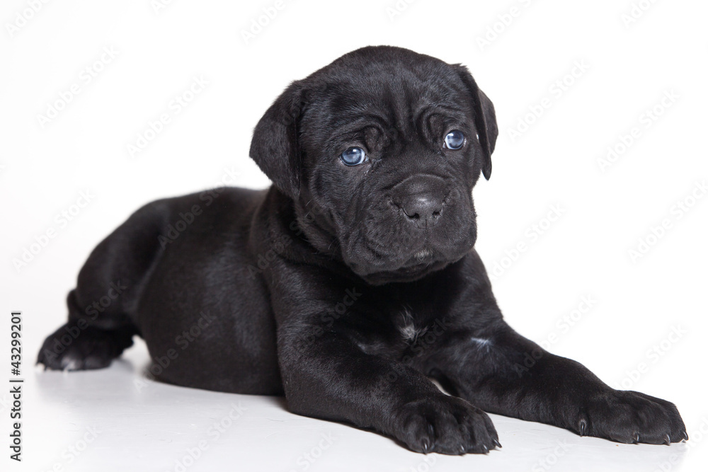 Obraz premium Cane Corso Italiano on white