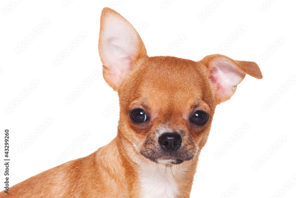 Chihuahua puppy on white background Chihuahua puppy on white background