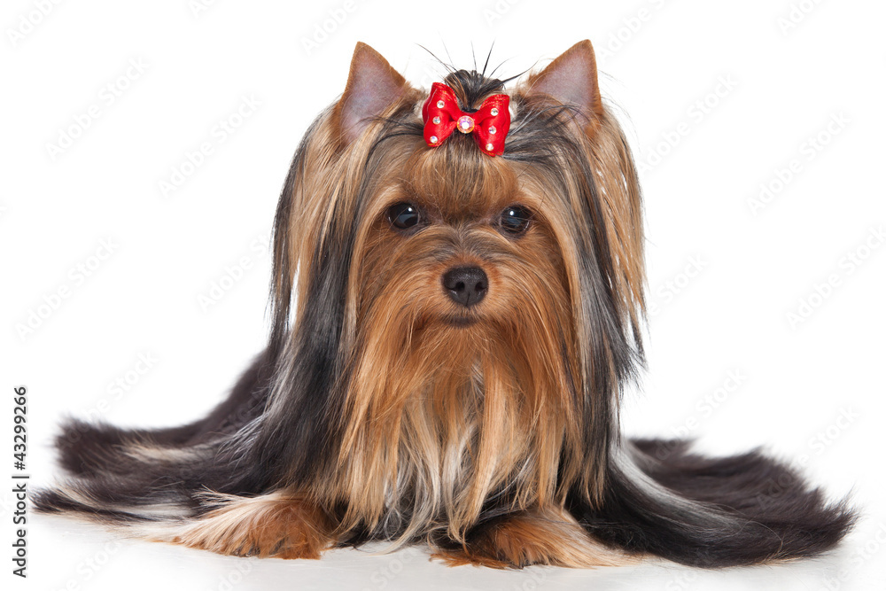 Yorkshire terrier dog on white background Yorkshire terrier dog on white background