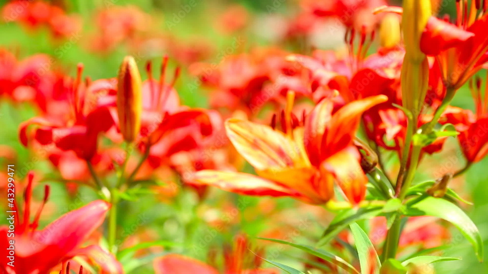 Red lily flowers. Rack focus. Red lily flowers. Rack focus.