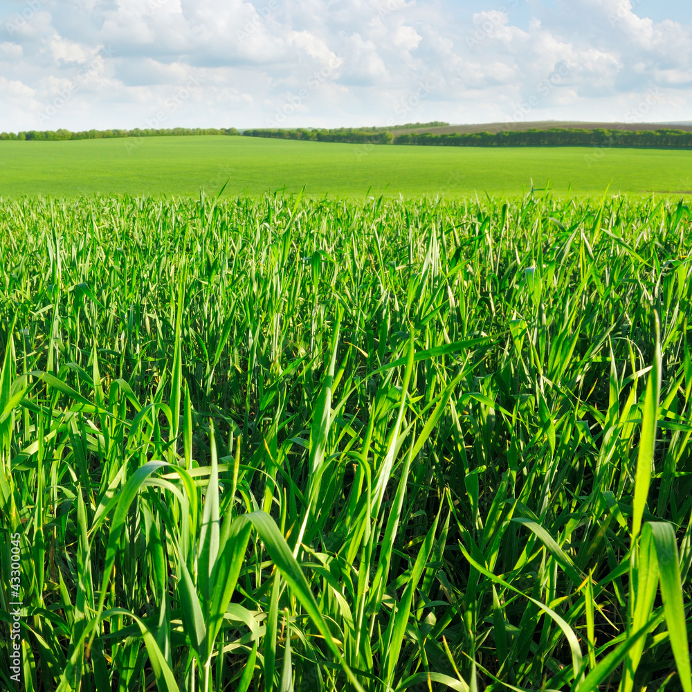 Obraz premium Wheat field and blue sky