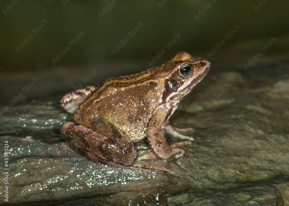 Naklejka premium Common Frog ( Rana temporaria)