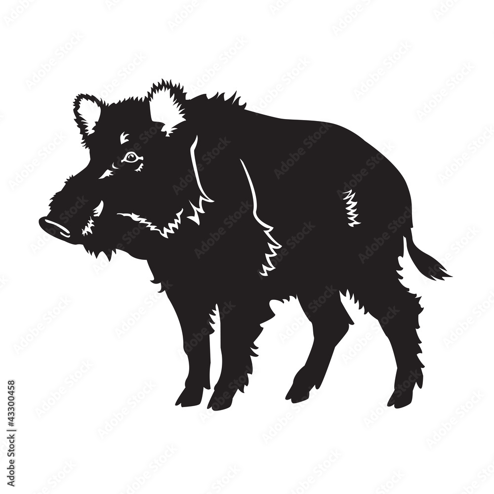 wild boar black white