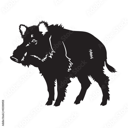 wild boar black white