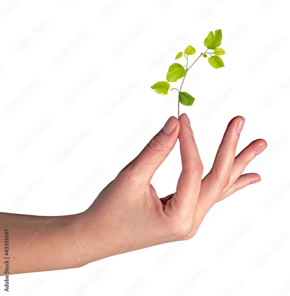 sapling in hand sapling in hand