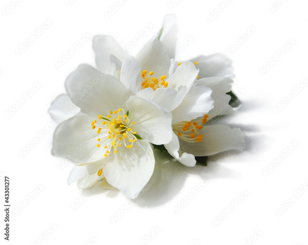 Fototapeta premium Białe kwiaty jaśminu na białym tle