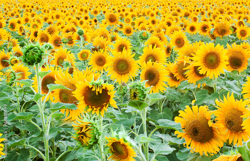 sunflower sunflower