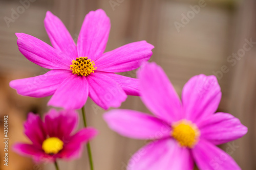Pink cosmos flower in the garden