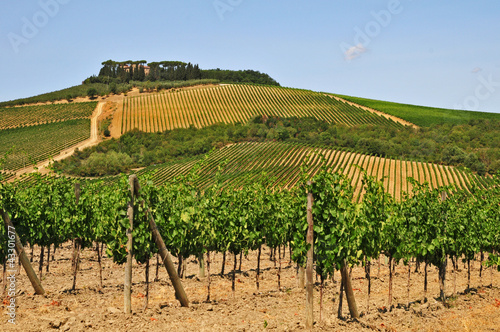 I vigneti del Chianti - Toscana