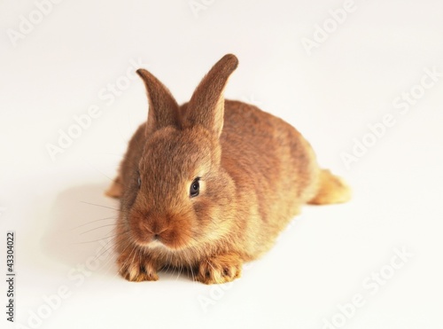 Bunny rabbit