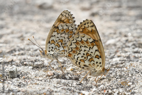 Mariposas apareandose sobre una piedra. photo