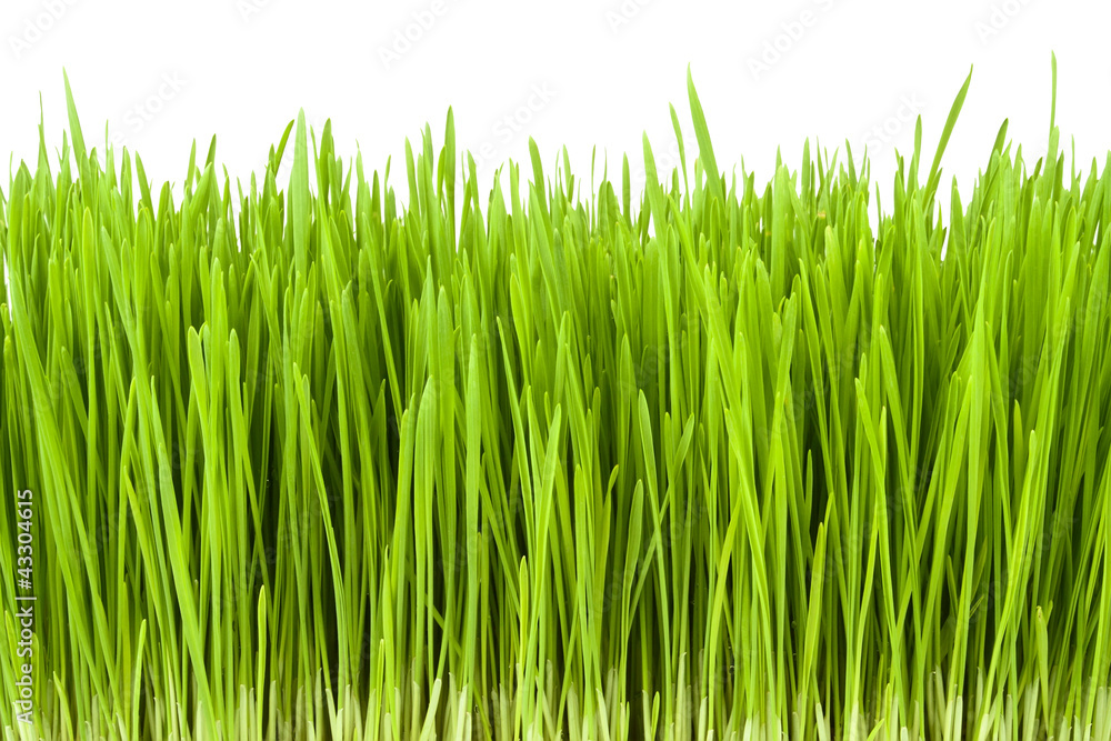 lush grass lush grass