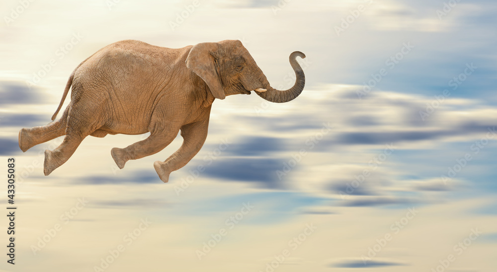 Fototapeta premium Flying Elephant
