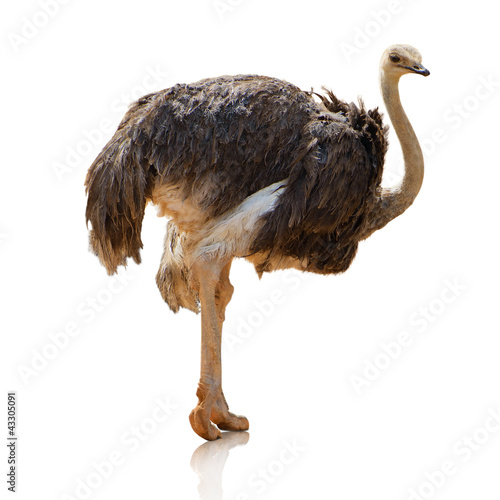 Potrait Of An Ostrich