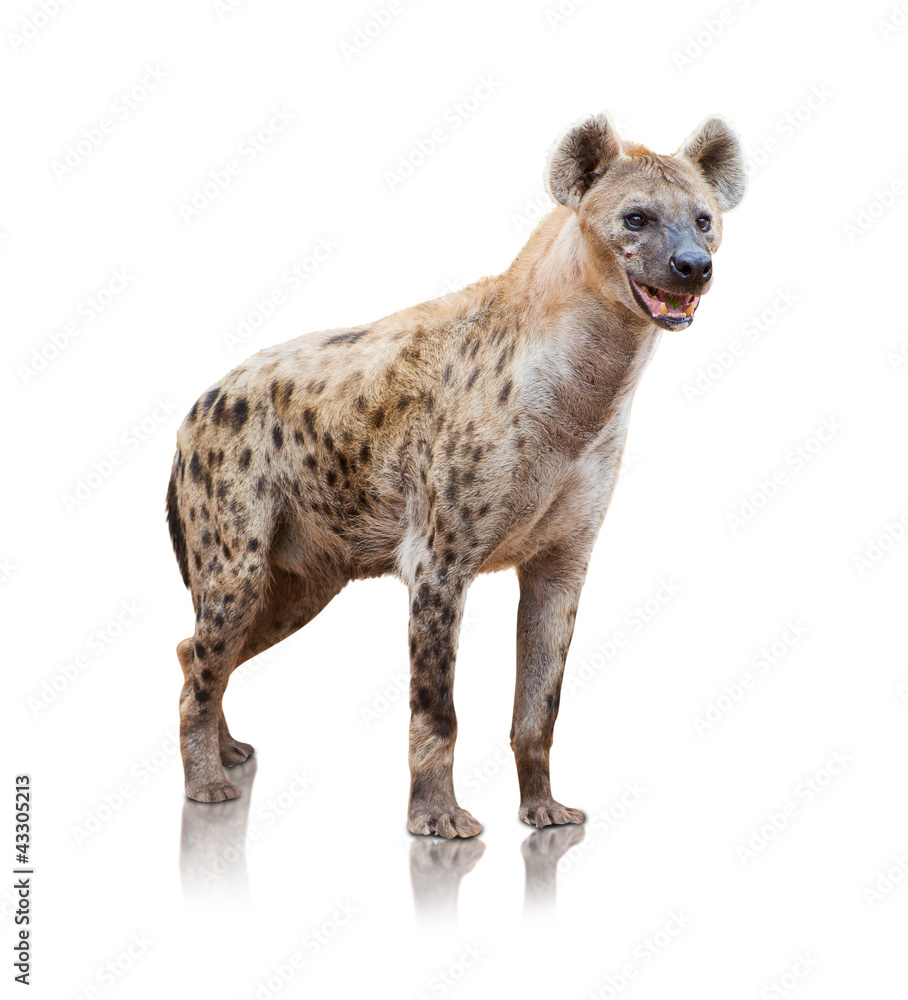 Fotobehang Hyena Portret van een hyena #43305213