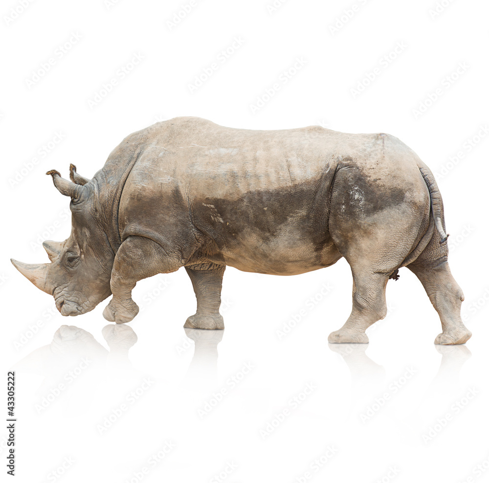 Obraz Portrait of a rhinoceros