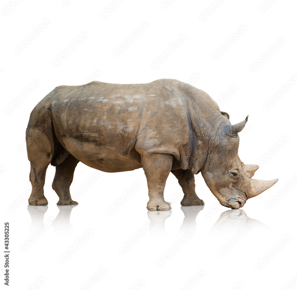 Portrait of a rhinoceros