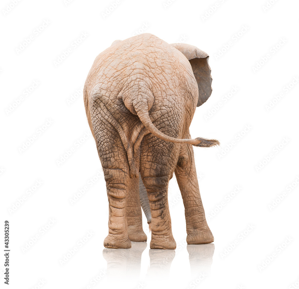 Fototapeta premium Portrait Of An Elephant