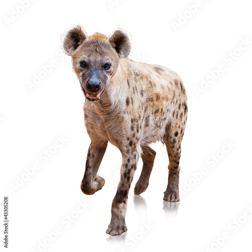 Portrait Of A Hyena