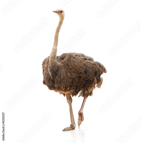 Portrait Of A Ostrich