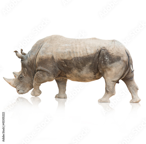 Portrait of a rhinoceros