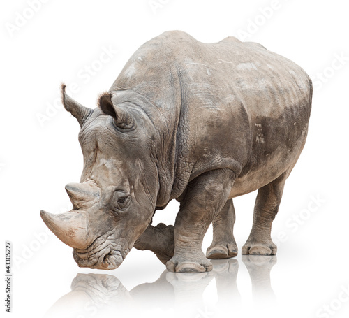 Photo Portrait of a rhinoceros