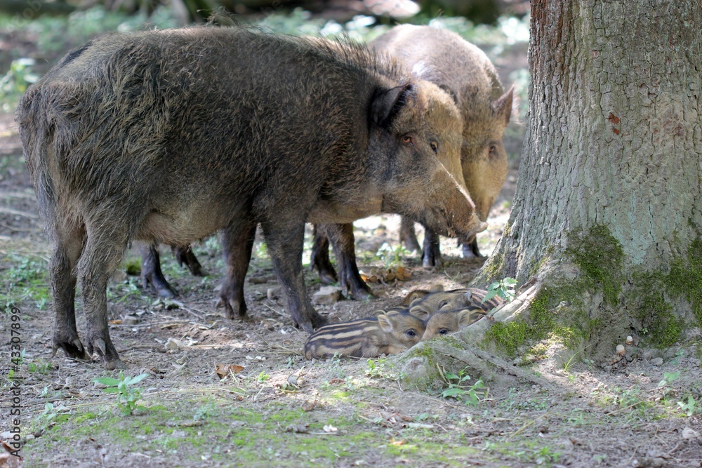 Fototapeta premium Bache mit ihrem Nachwuchs