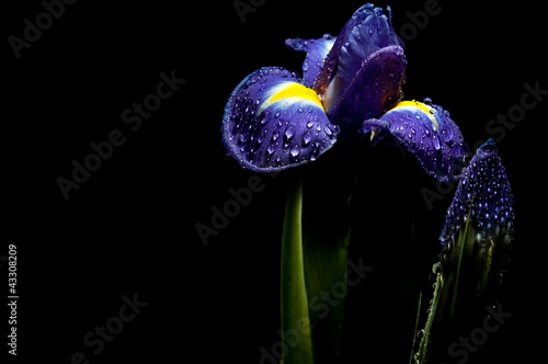 Fototapeta Naklejka Na Ścianę i Meble -  luminous iris