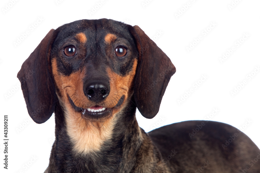 Beautiful dog teckel smiling