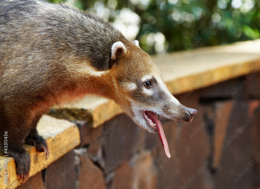Coati at Iguazu Falls in Argentina Coati at Iguazu Falls in Argentina