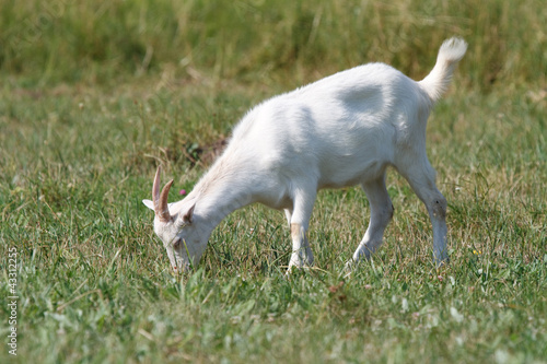 A goat grazing photo