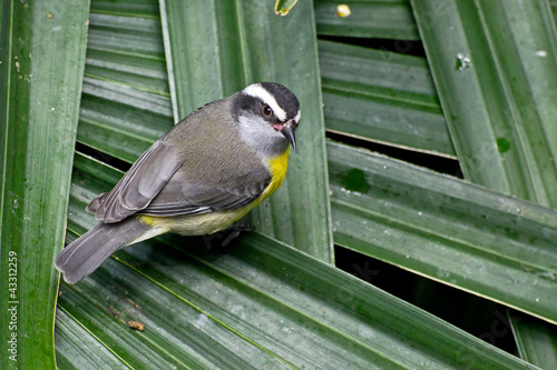 Bananaquit Bird on Palm Leaves photo