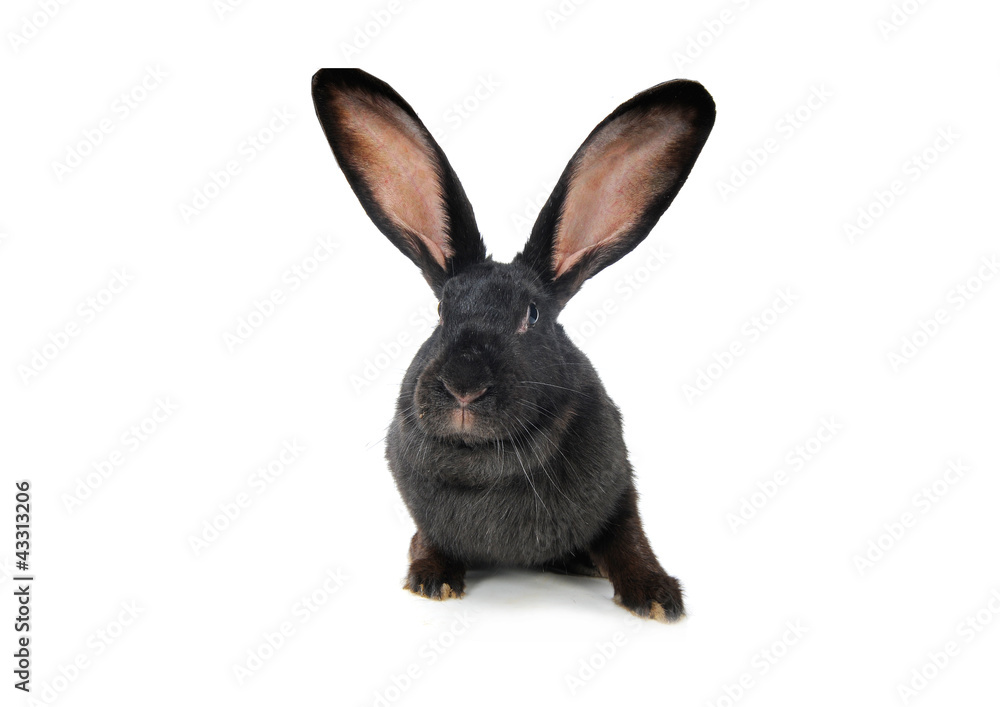 Fototapeta premium grey rabbit