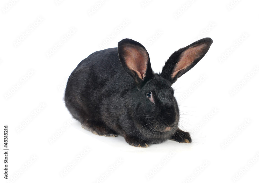 grey rabbit grey rabbit