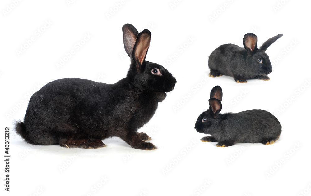 Obraz premium grey rabbit
