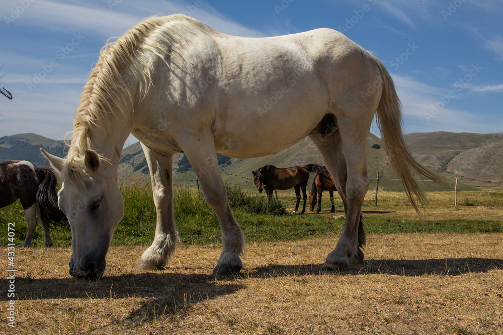 Obraz premium White horse