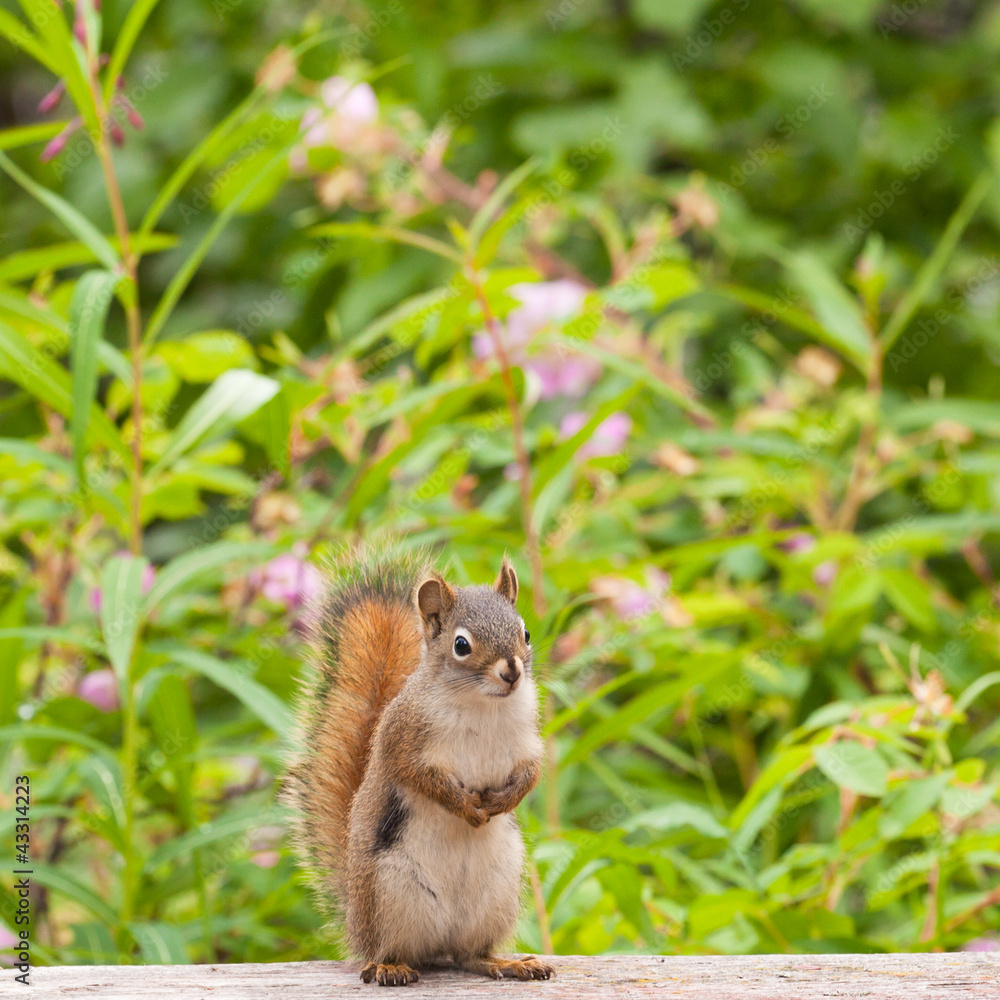 Curious cute American Red Squirrel posing watchful Curious cute American Red Squirrel posing watchful