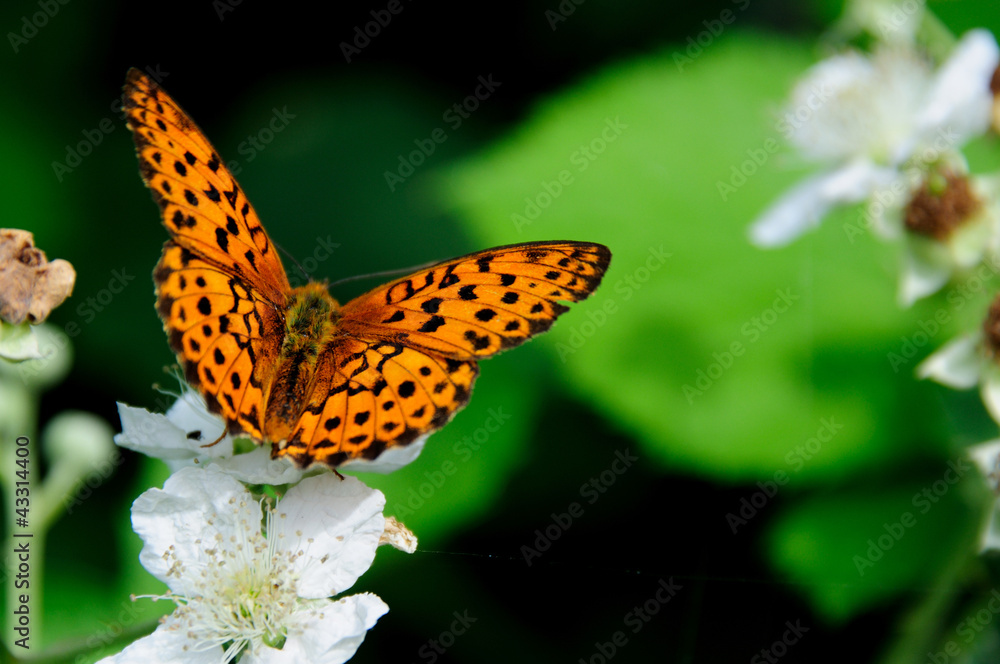 Obraz premium Primavera