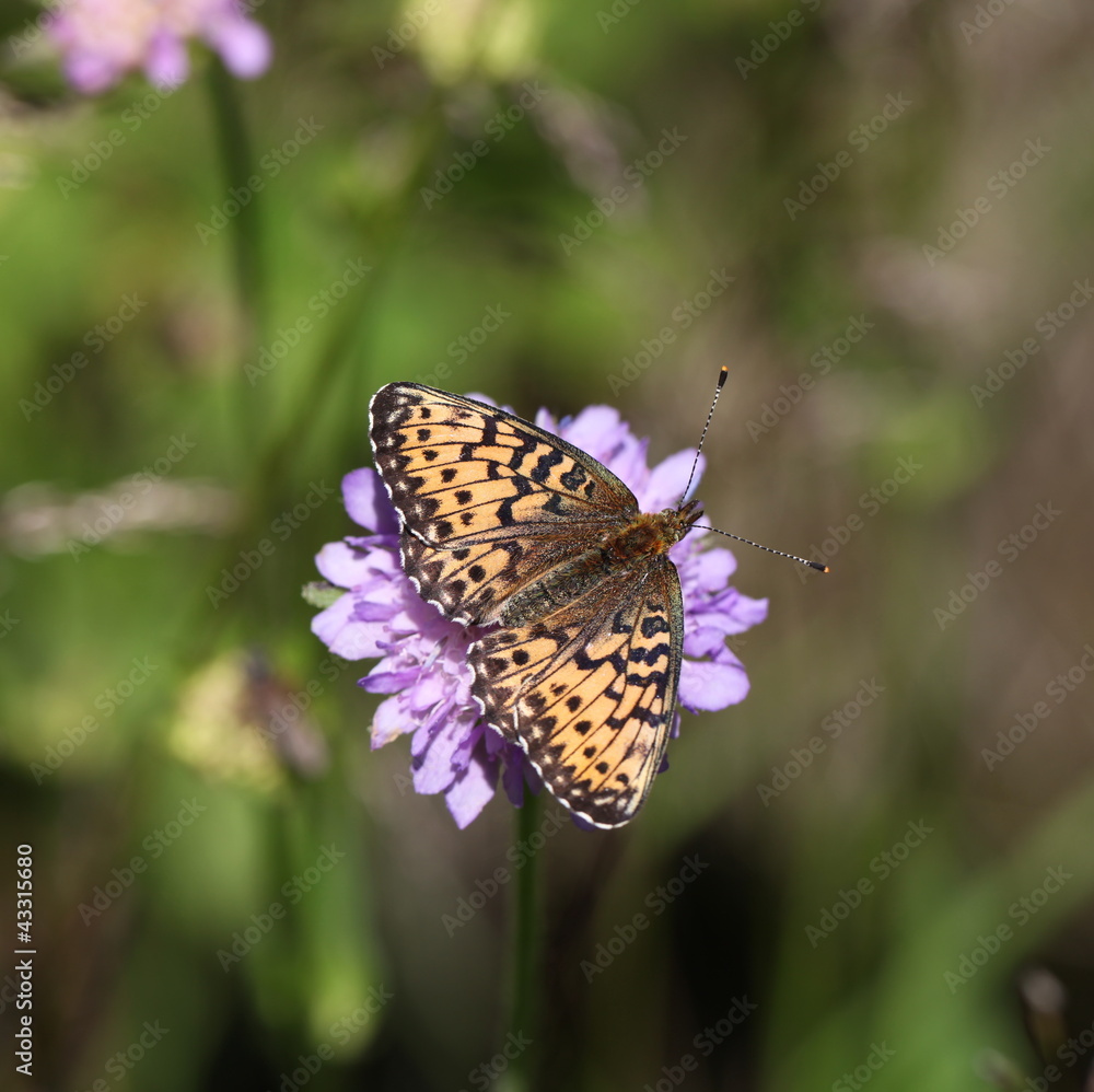 Papillon sur la scabieuse. Papillon sur la scabieuse.