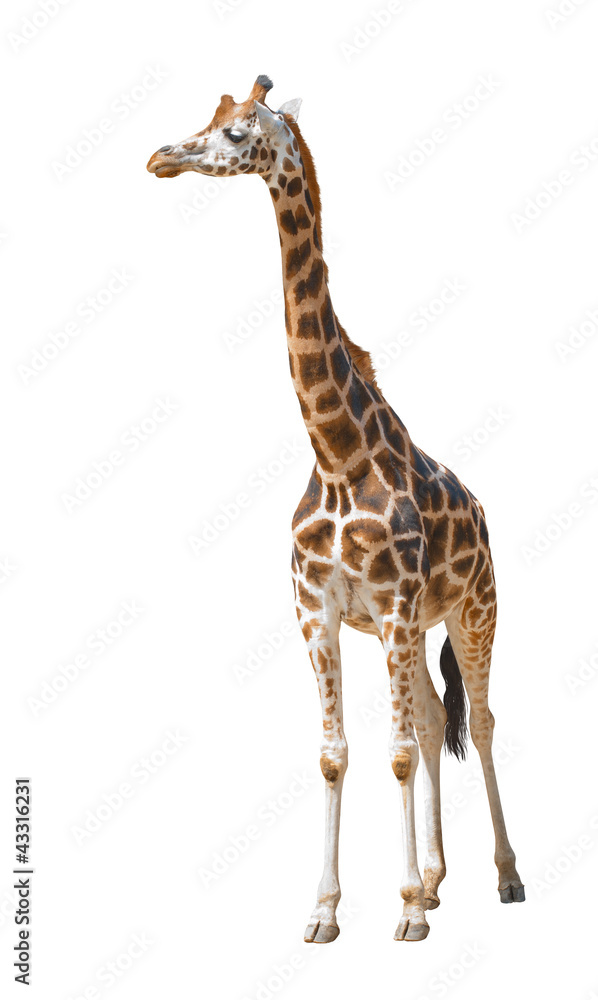 Fototapeta premium Giraffe isolated. Against a white background