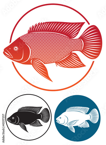 tilapia