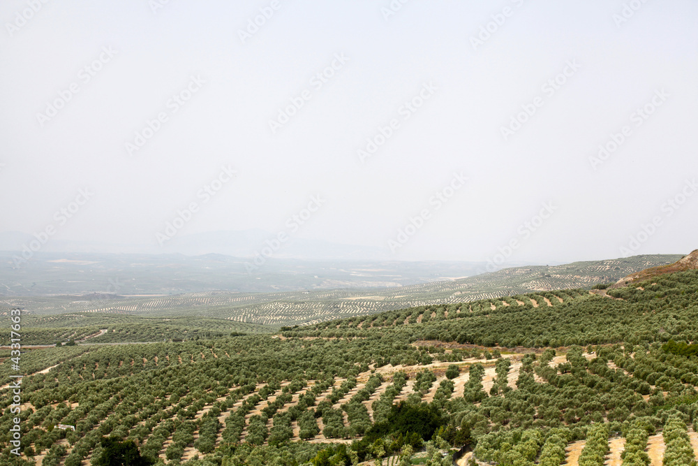 Olive fields all over