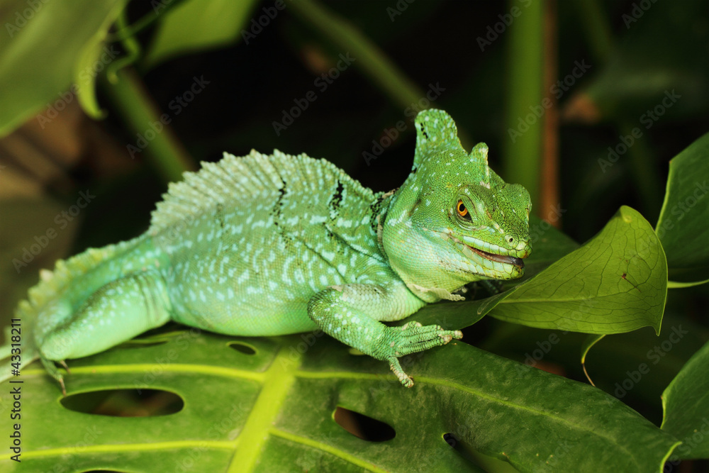 Fototapeta premium Basiliscus plumifrons