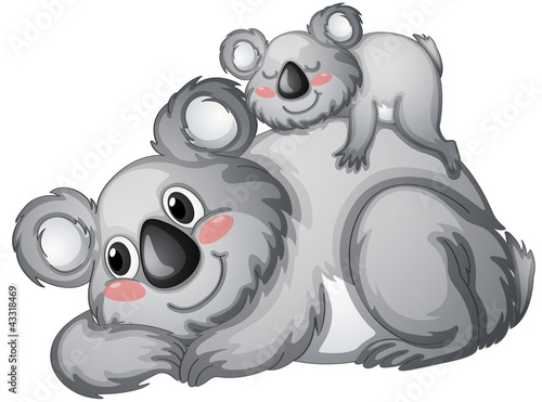Koala